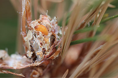 Figure 7A: Photograph of pine tip moth caterpillar.