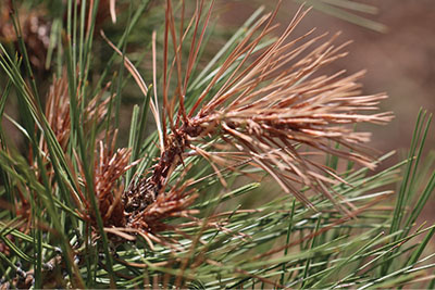 Figure 7B: Photograph of pine tip moth feeding damage.