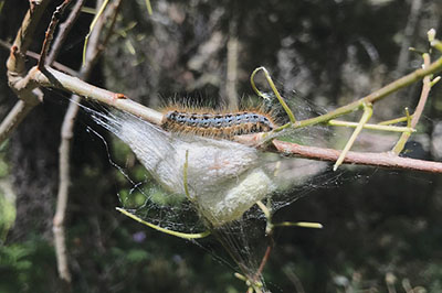 Figure 8A: Photograph of western tent caterpillars.
