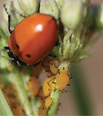 Figure 9A: Photograph of oleander aphids and a lady beetle.