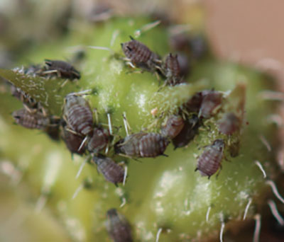 Figure 9B: Photograph of aphids.
