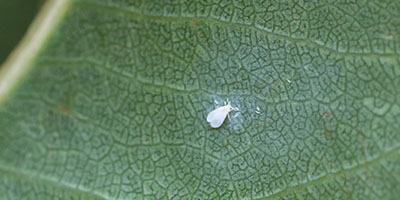 Figure 10A: Photograph of an ash whitefly.