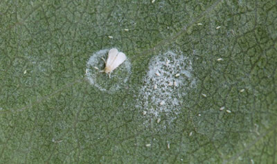 Figure 10B: Photograph of an ash whitefly.