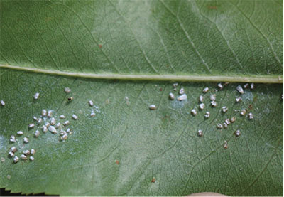 Figure 10C: Photograph of ash whitefly nymphs and adults.