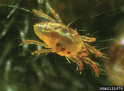Figure 12A: Photograph of a two-spotted spider mite.