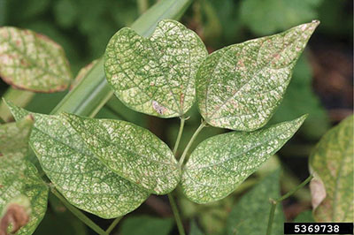 Figure 12B: Photograph of leaf damage caused by two-spotted spider mite.