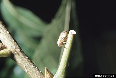Figure 13B: Photograph of an adult pecan spittlebug.