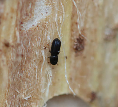 Figure 17A: Photograph of an adult bark beetle.