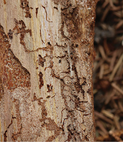 Figure 17B: Photograph of bark beetle feeding tunnels.