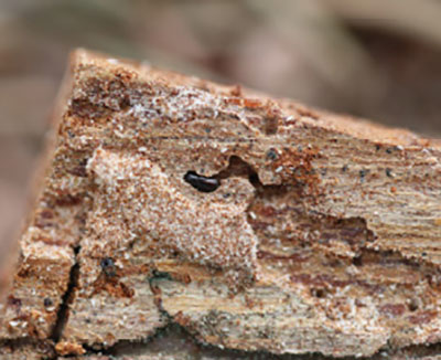 Figure 17C: Photograph of a bark beetle in wood.