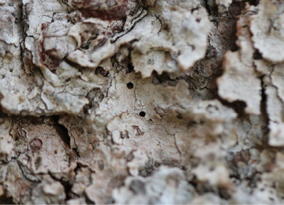 Figure 17D: Photograph of bark beetle exit holes.