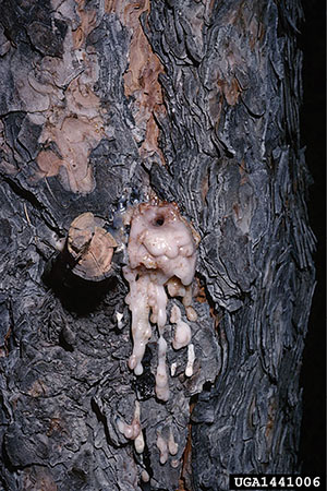 Figure 18: Photograph of a pitch tube from mountain pine beetle activity.