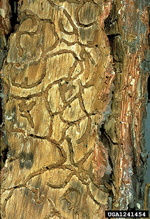 Figure 19: Photograph of western pine beetle feeding tubes.