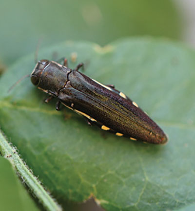Figure 20: Photograph of an adult honey locust borer.