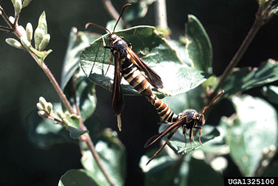 Figure 21: Photograph of adult lilac-ash borers mating.