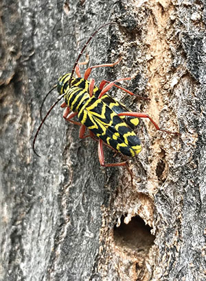 Figure 22B: Photograph of adult locust borers mating.
