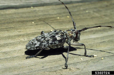 Figure 23C: Photograph of a pine sawyer beetle.