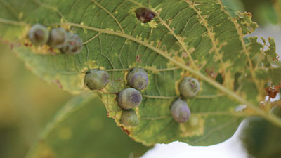 Figure 24A: Photograph of galls on a hackberry leaf.