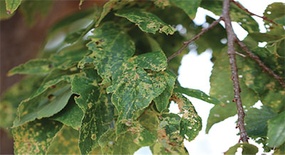 Figure 24B: Photograph of stippling on hackberry leaves.