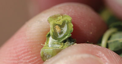 Figure 24C: Photograph of a hackberry gall psyllid nymph inside a gall.