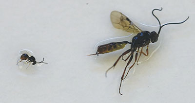 Figure 25: Photograph of parasitoid wasps.