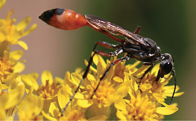 Figure 26A: Photograph of a predatory wasp.