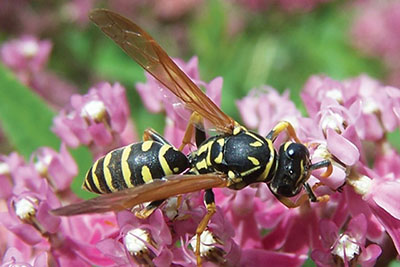 Figure 26B: Photograph of a predatory wasp.