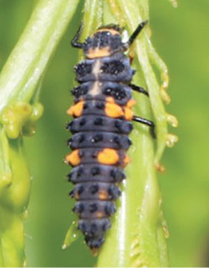 Figure 27: Photograph of a lady beetle larva.