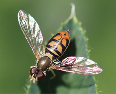 Figure 29A: Photograph of an adult syrphid fly.