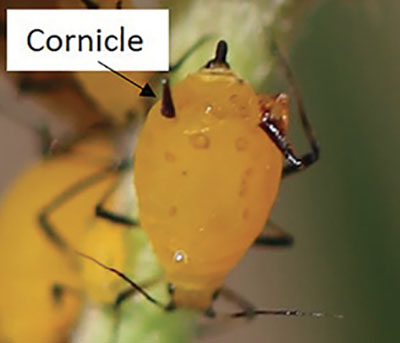 Figure 32: Photograph of a cornicle on an aphid.