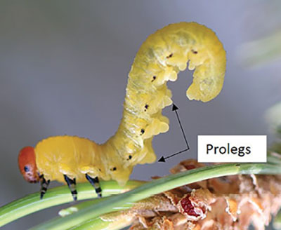 Figure 33: Photograph of prolegs on an insect larva.