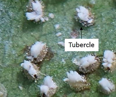 Figure 34: Photograph of tubercles on ash whitefly pupae.