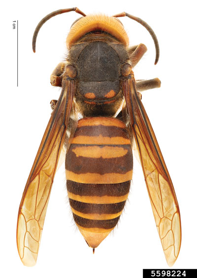 Photograph of an Asian giant hornet (Vespa mandarinia).