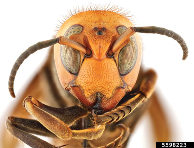 Photograph of an Asian giant hornet head.