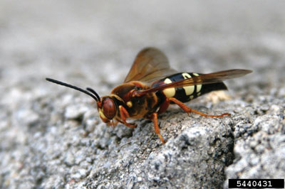 Photograph of a cicada killer wasp (Sphecius speciosus)