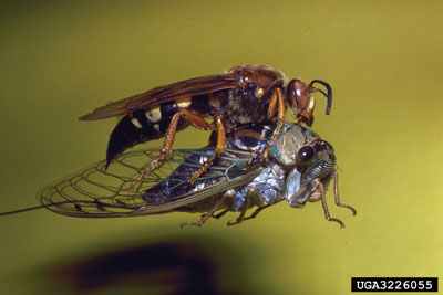 Photograph of a cicada killer wasp carrying a paralyzed cicada back to its nest.