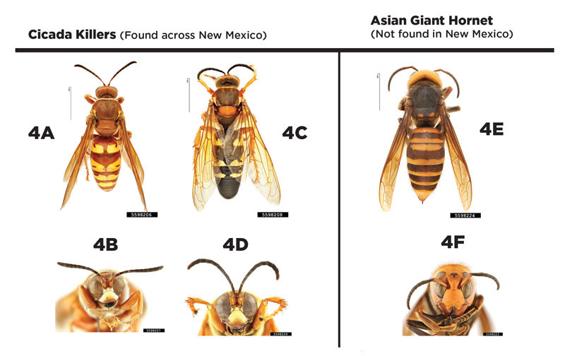 Figures 4A–4G. Side-by-side comparison of western cicada killer wasp (Sphecius grandis; Figures 4A and 4B), eastern cicada killer wasp (Sphecius speciosus; Figures 4C and 4D), Asian giant hornet (Vespa mandarinia; Figures 4E and 4F), and tarantula hawk wasp (Pepsis grossa; Figure 4G).