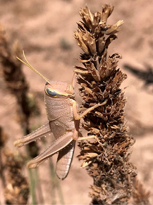 Fig. 10. Photograph of grasshopper perched on a flowering plant.