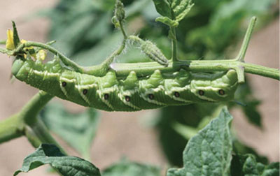 Fig. 11A. Photograph of tomato hornworm larva on a garden tomato stem (Solanum lycopersicum).