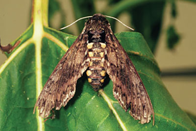 Fig. 11C. Photograph of tomato hornworm adult moth perched on a leaf.