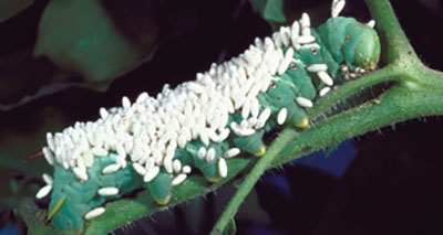 Fig. 11D. Photograph of parasitized tomato hornworm larva covered in cotton-like cocoons from braconid wasps.