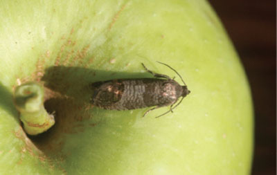 Fig. 12A. Photograph of codling moth adult.