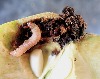 Fig. 12B. Photograph of damage from late-stage codling moth larva.