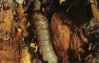 Fig. 14A. Photograph of peachtree borer found inside a peach tree (Prunus persica).