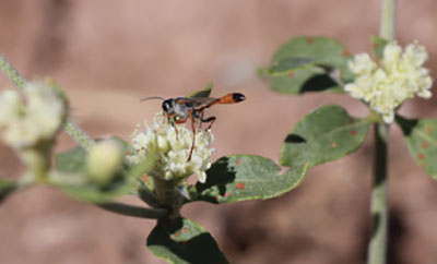 Fig. 17. Photograph of a thread-waisted wasp from the Sphecidae family. These wasps are predatory at both the immature and adult stages.