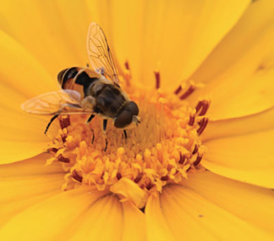 Fig. 19. Photograph of an adult syrphid fly feeding on nectar and pollen.