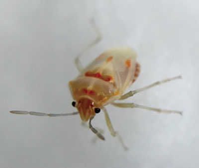 Fig. 02B. Photograph of bagrada bug nymph shortly after molting.