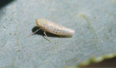 Fig. 03A. Photograph of adult beet leafhopper perched on a leaf.