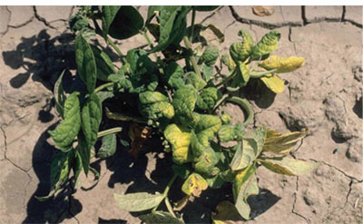 Fig. 03B. Photograph of bean plant (Phaseolus vulgaris) showing signs of leaf yellowing and cupping from curly top virus.