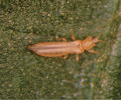 Fig. 05A. Photograph of thrips on a plant.